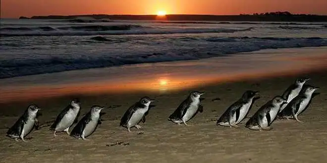 Phillip Island Penguin Parade Tour