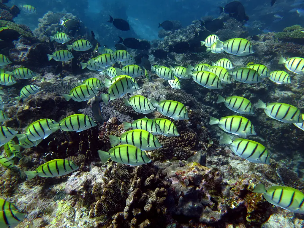 Dive The Ningaloo Reef | Certified & Non-Certified Options | Departing Exmouth