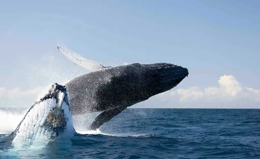 Whale Watching Tour Byron Bay