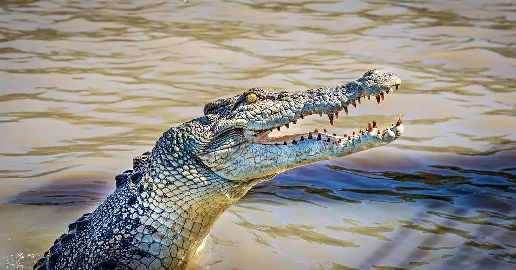 The Croc Bus to the Famous Jumping Crocodile Cruise