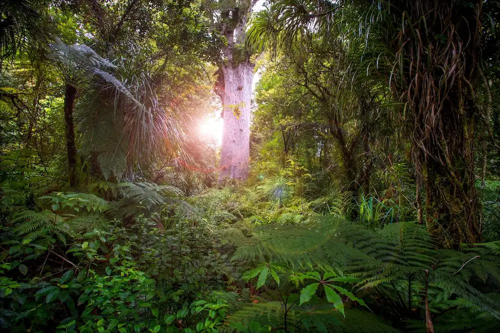 Twilight Encounter With Kauri Trees In Waipoua Forest