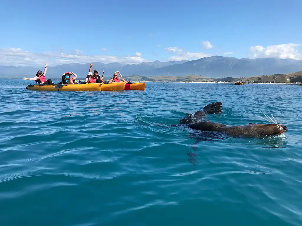 Seal Kayak Tour Kaikoura