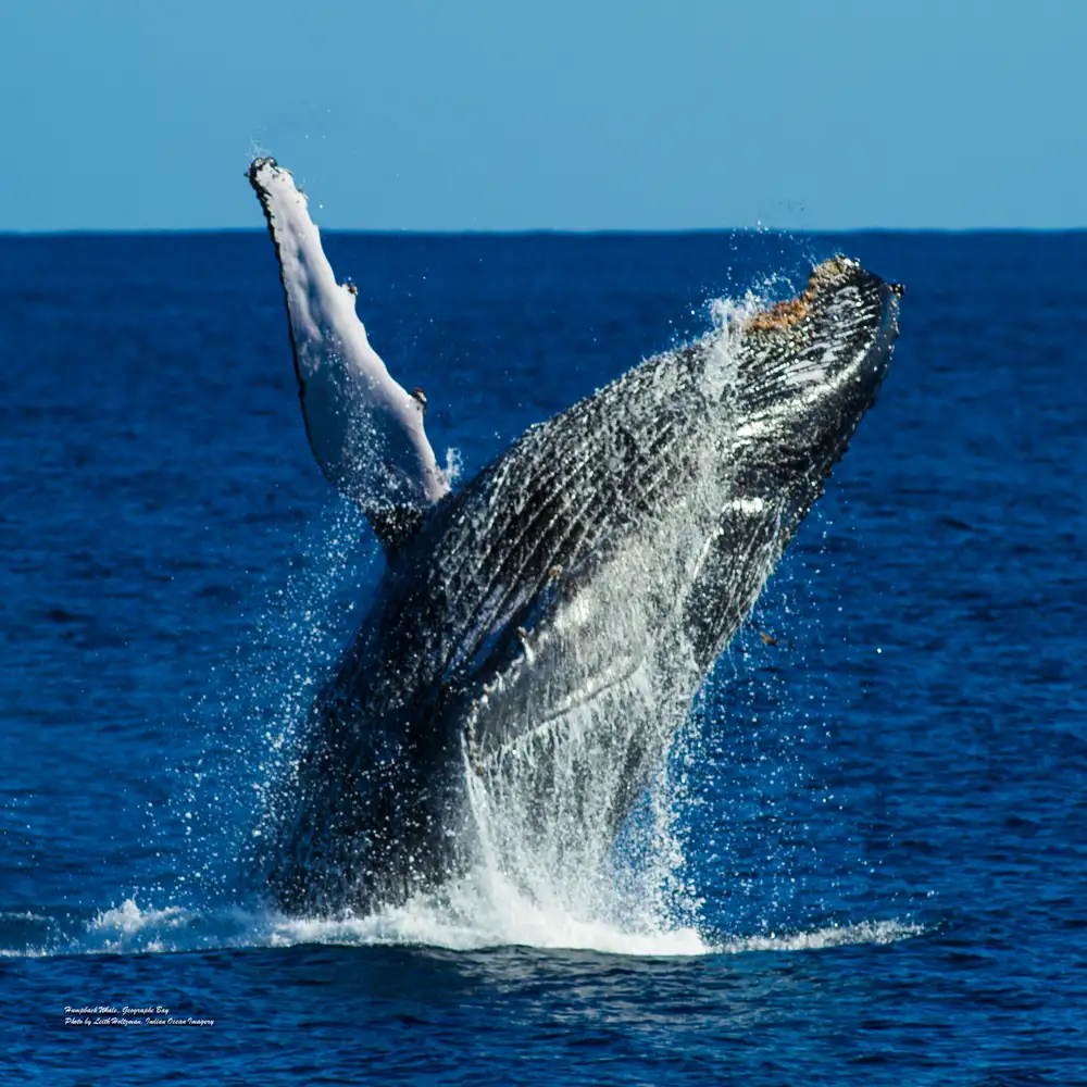 Whale Shark & Humpback Whale Eco Tour (Aug-Sept) | Departing Exmouth