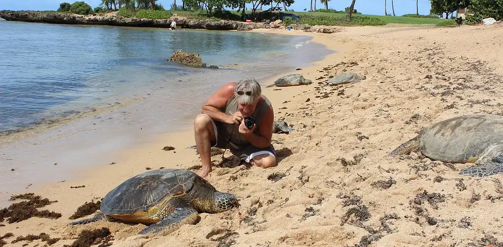 Oahu Island Turtle Tour