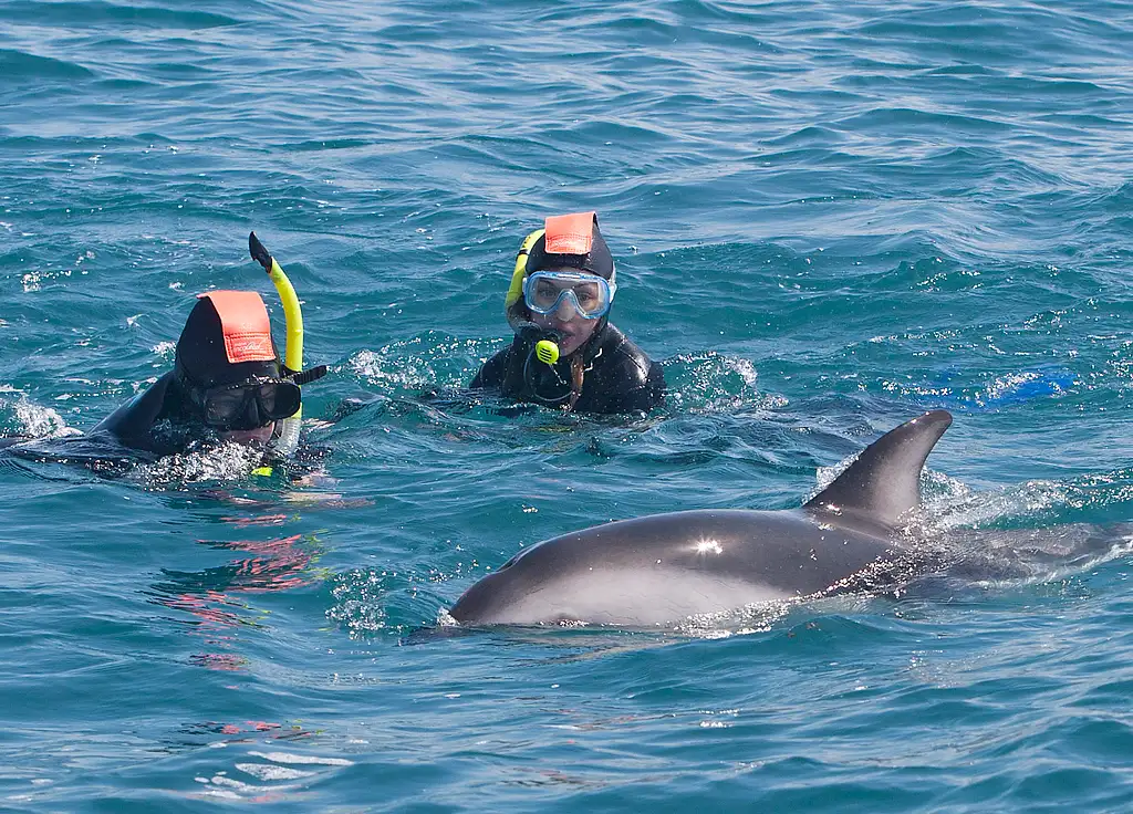 Dolphin Encounter In Kaikoura | Swim or Spectator Options