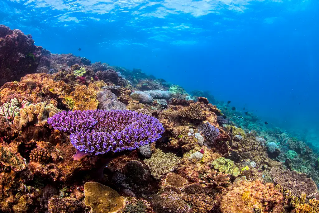 Flinders Reef Dive Trip - Sunshine Coast