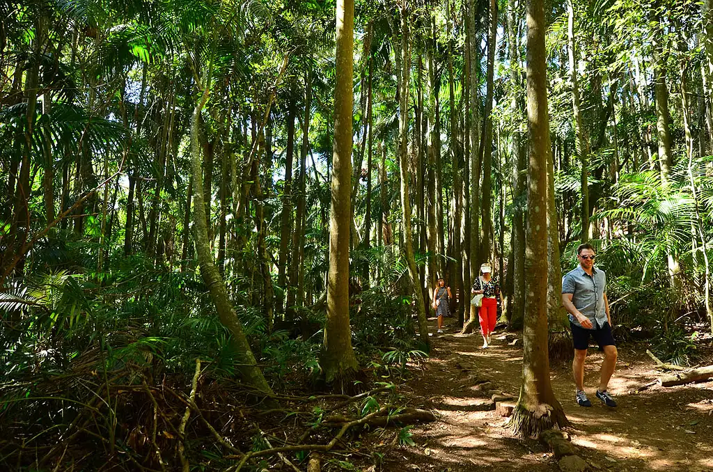 Springbrook & Tamborine Rainforest Day Tour