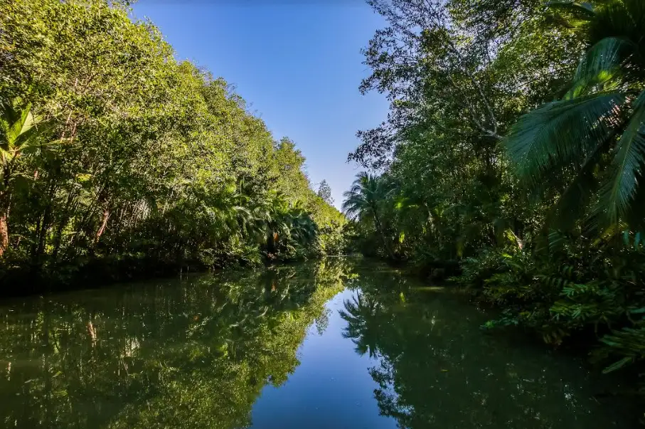 Mangrove Boat Tour