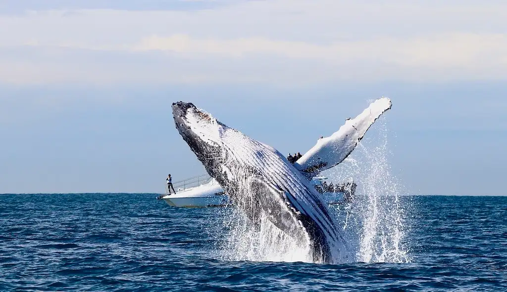 Newcastle Whale Encounter Tour