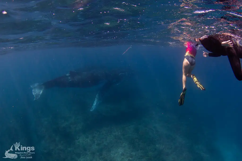 Whale Shark & Humpback Whale Eco Tour (Aug-Sept) | Departing Exmouth