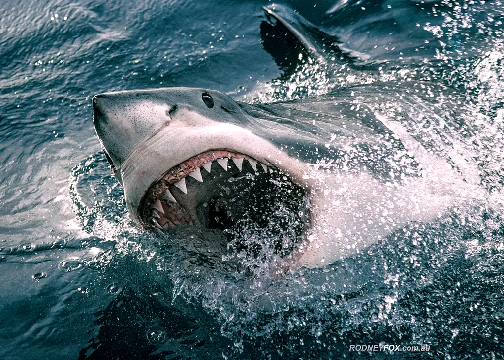 5 Day, 5 Night Great White Shark Cage Diving Tour