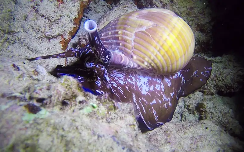 Oahu Night Diving