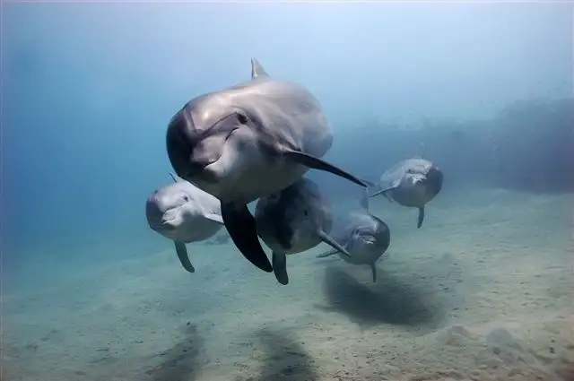 3 Hour Dolphin And Seal Swim - Port Phillip