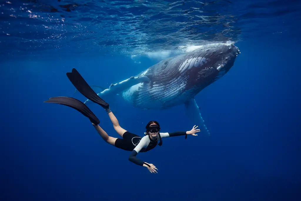 Swim with Whales Gold Coast