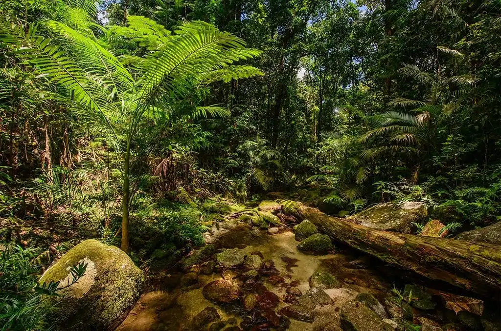 Ngadiku Dreamtime Walk | Mossman Gorge + Daintree Cruise