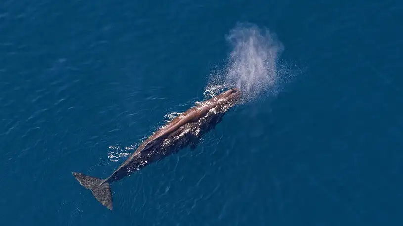 Kaikoura Helicopter Classic Whale Watch