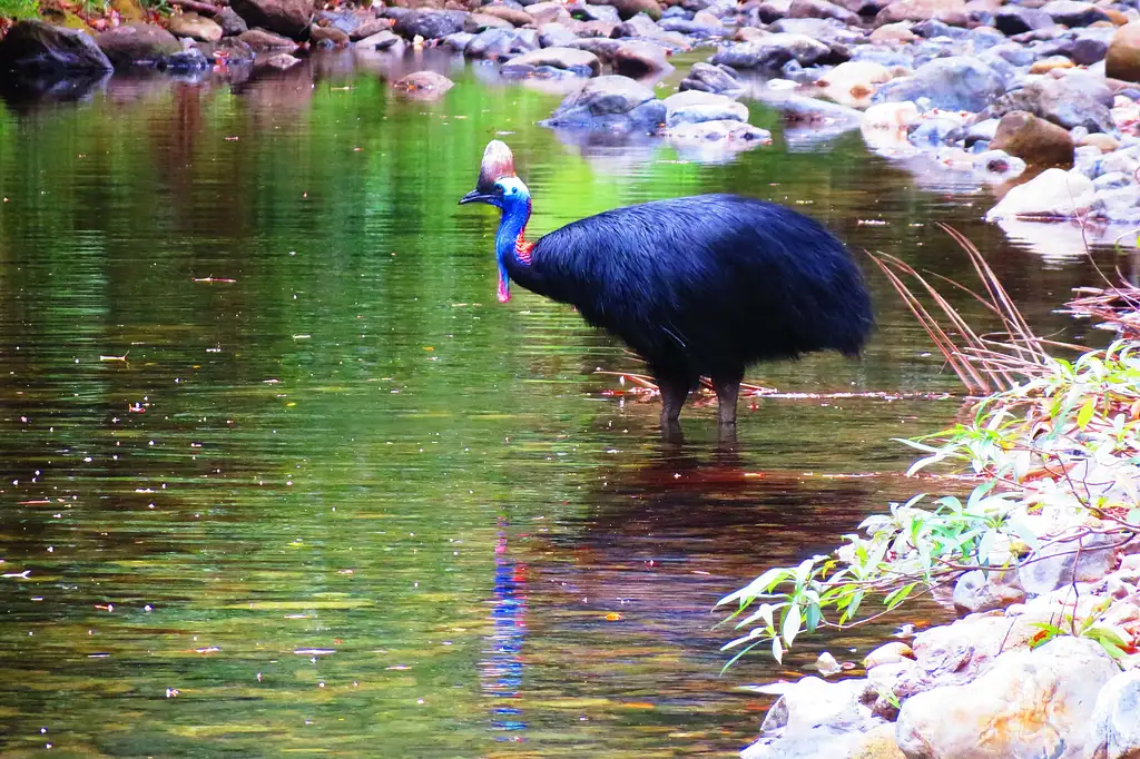 2 Day Cape Tribulation Tour From Cairns