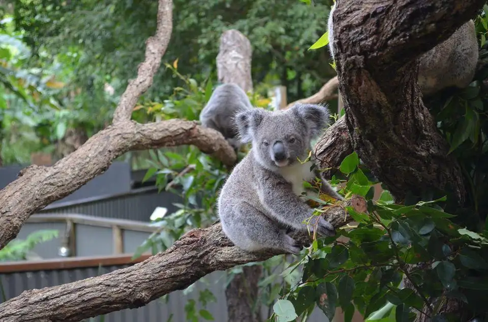 Kuranda Koala Gardens | Park Entry