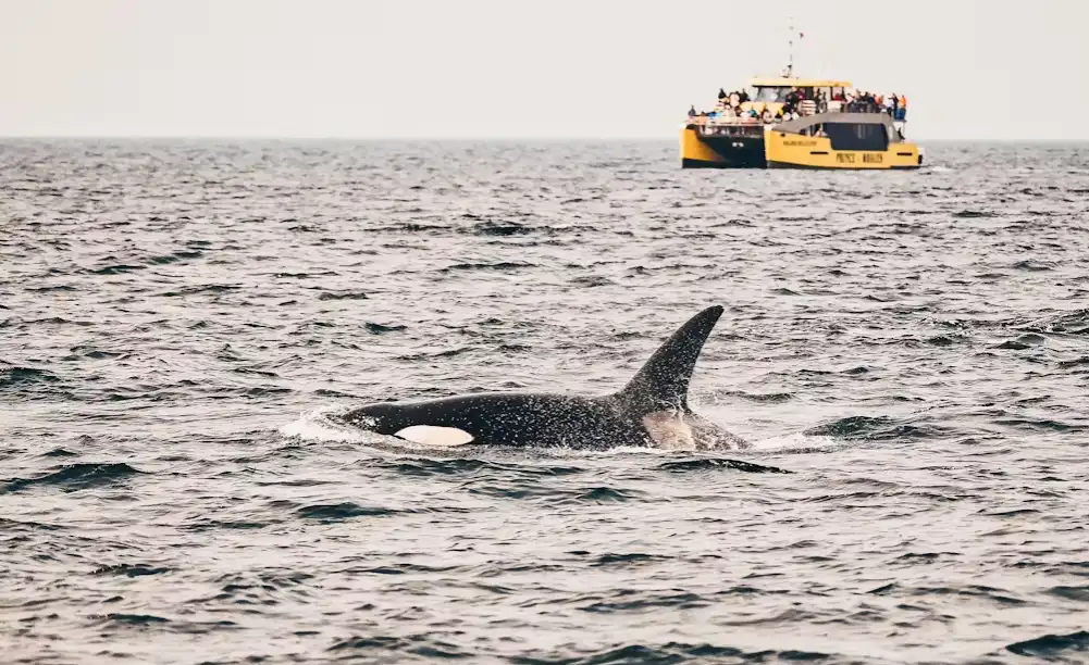 Half-Day Whale Watching From Vancouver