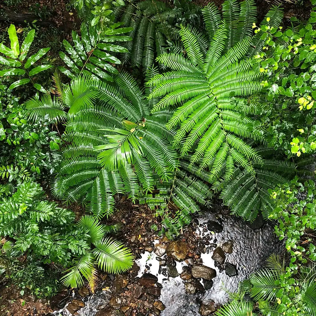 Daintree Discovery Centre - Entry