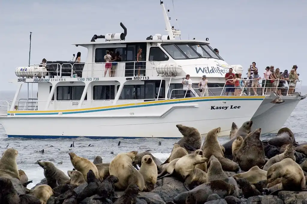 Phillip Island Seal Watching Cruise