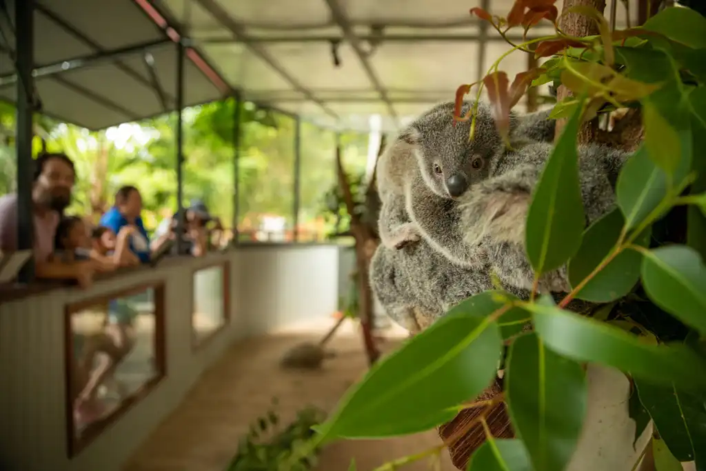 Kuranda Wildlife Experience Package