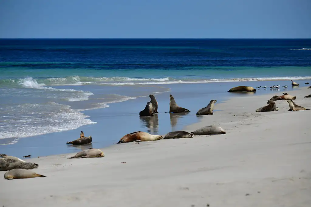 1 Day Kangaroo Island Wildlife Discovery from Adelaide