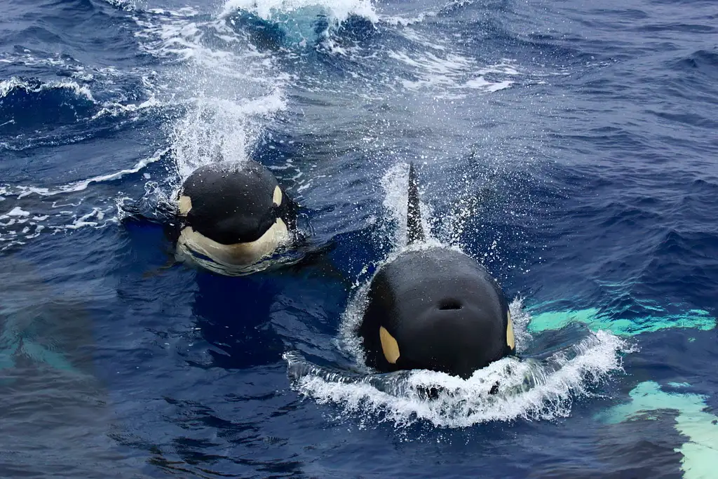 Bremer Canyon Killer Whale (Orca) Expedition