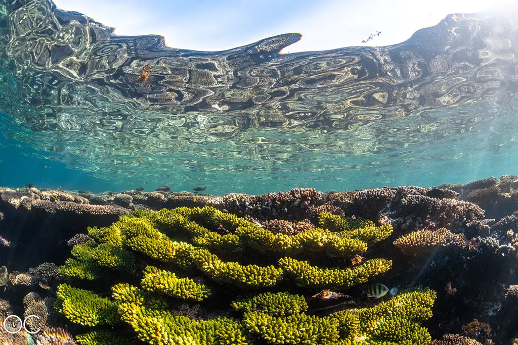 Ningaloo Reef Snorkelling and Wildlife Adventure Tour