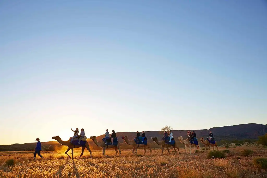 Sunset Camel Ride Alice Springs