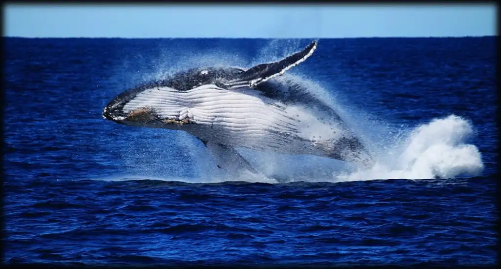 Brisbane Whale Watching Adventure | Departing Redcliffe