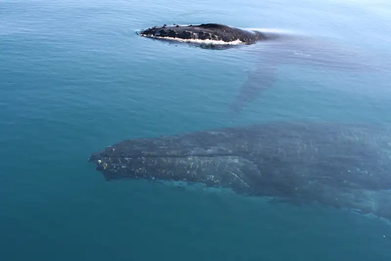 Ningaloo Humpback Whale Swim & Catamaran Sail | Departing Exmouth