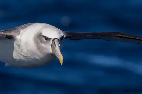 Port Phillip Bay Wildlife Adventure Cruise