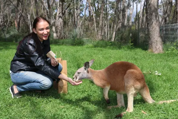 Cleland Wildlife Park Experience