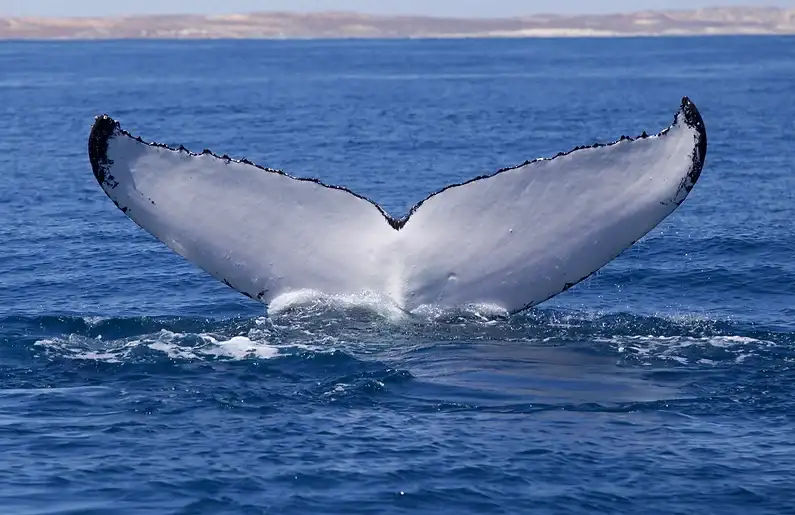 Coral Bay Whale Watching Tour