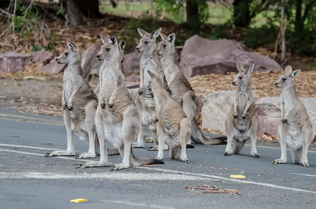 3 Day Great Ocean Road & Grampians Explorer | Start & End Melbourne