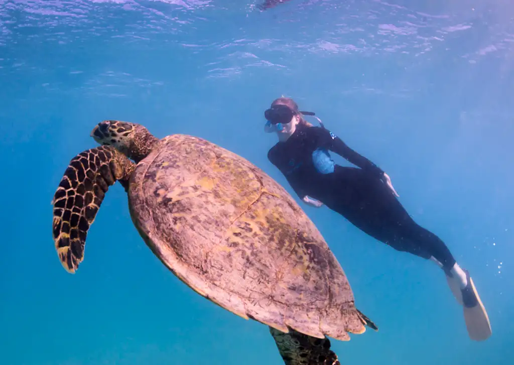 Ningaloo Humpback Whale Swim & Catamaran Sail | Departing Exmouth