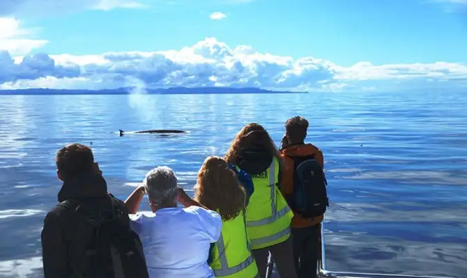 Auckland Whale & Dolphin Safari