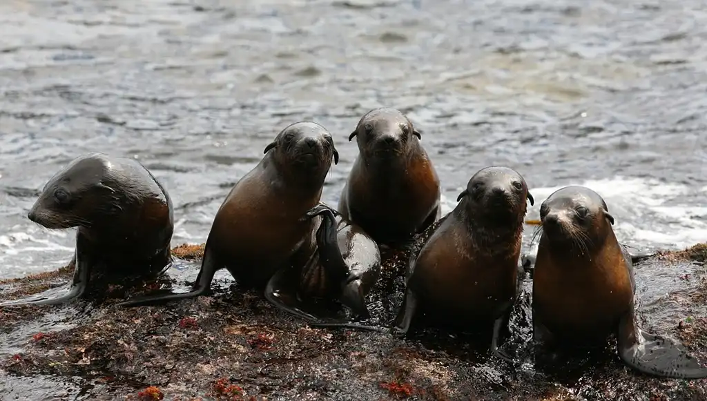 Phillip Island Seal Watching Cruise