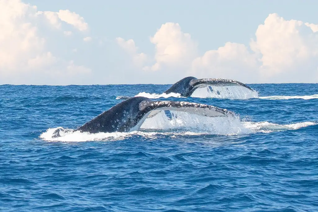 Swim with Whales | Gold Coast