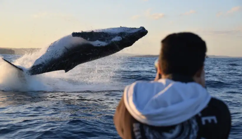 Whale Watching on vessel OSPREY - Circular Quay