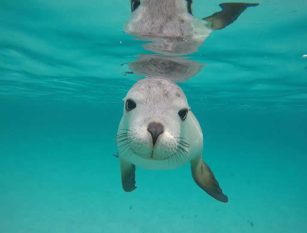 Swim with the Sea Lions - Port Lincoln