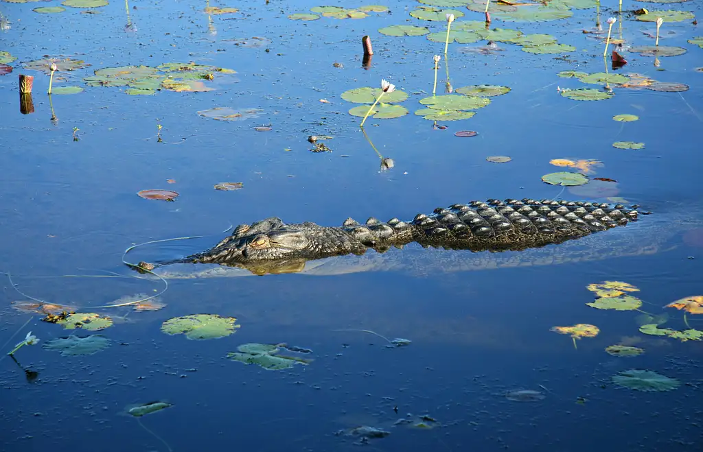 Darwin To Kakadu Day Trip By Air Including Yellow Water Cruise