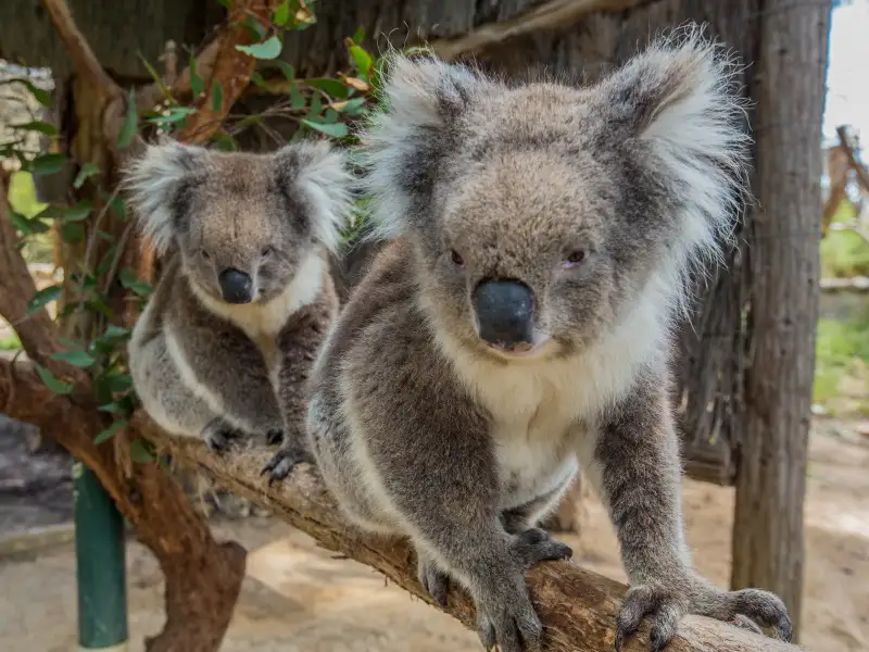 Cleland Wildlife Park Experience