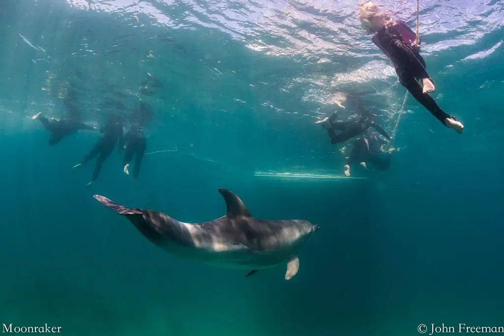 3 Hour Dolphin And Seal Swim - Port Phillip