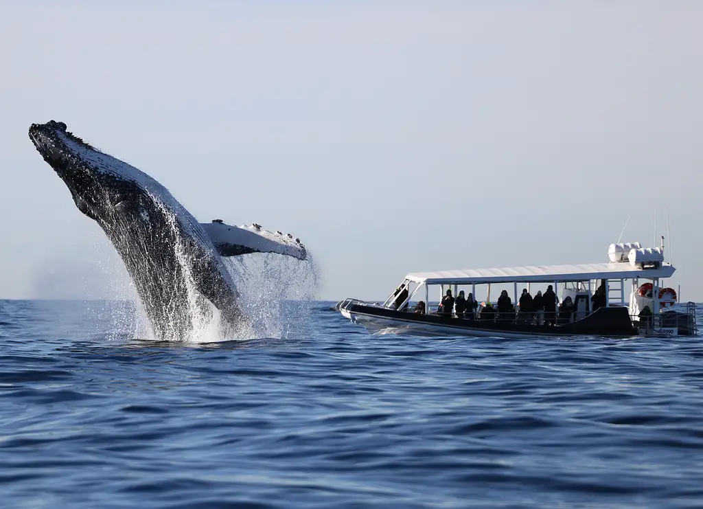 Whale Watching on vessel OSPREY - Circular Quay