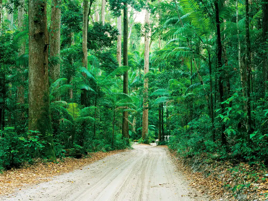 Dingos 2 Day K'gari (Fraser Island) 4WD Tag-Along Adventure