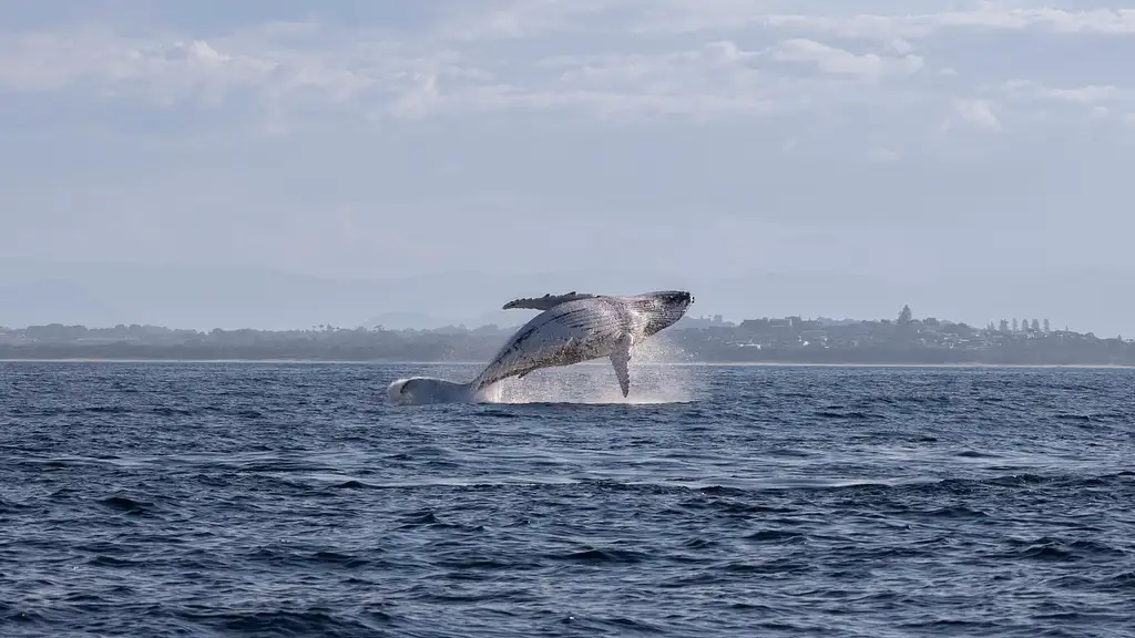 Whale Watching Tour Byron Bay