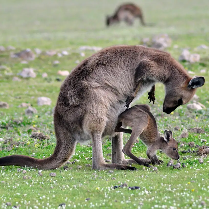 1 Day Kangaroo Island Wildlife Discovery from Adelaide