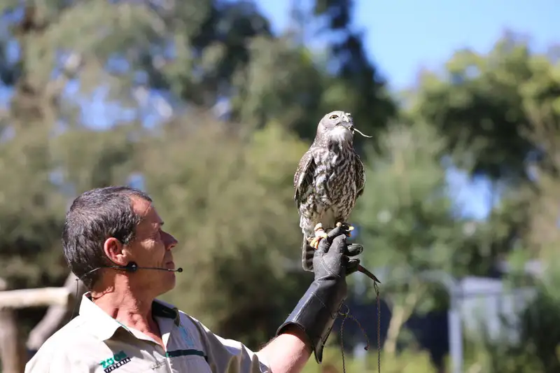 Puffing Billy Steam Train & Wildlife Tour | From Melbourne